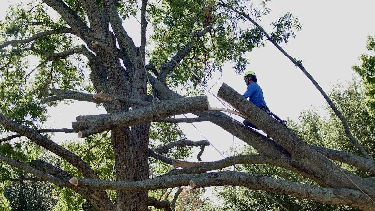 Professional Crown Thinning performed by certified arborists in Rhodhiss